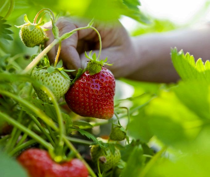 Beste Meststof Voor Aardbeienplanten 2021